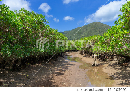 Image of low tide and mangrove forests on Amami Oshima 134105091