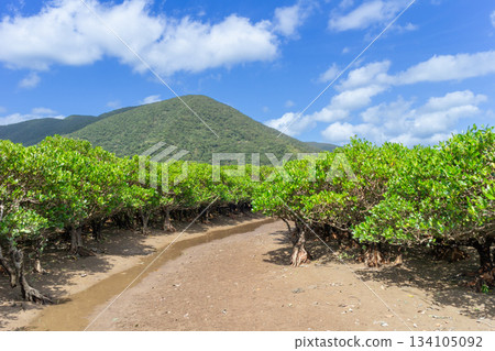 Image of low tide and mangrove forests on Amami Oshima Image of low tide and mangrove forests on Amami Oshima 134105092