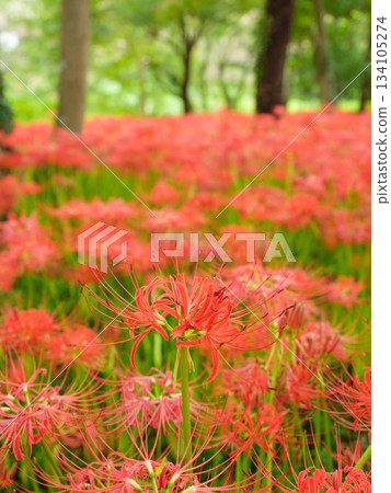 Image of spider lily blooming in full bloom (manjushaka) 134105274