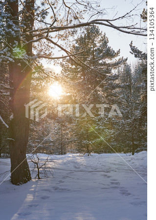 Winter forest trail with sunlight and footprints in the snow. Winter forest trail with sunlight and footprints in the snow. 134105364