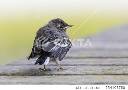 Juvenile white wagtail resting on wooden surface at Marker Wadden in the Netherlands Juvenile white wagtail resting on wooden surface at Marker Wadden in the Netherlands 134105760