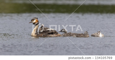 Great crested grebe with juveniles swimming at Marker Wadden in the Netherlands during daylight hours Great crested grebe with juveniles swimming at Marker Wadden in the Netherlands during daylight hours 134105769