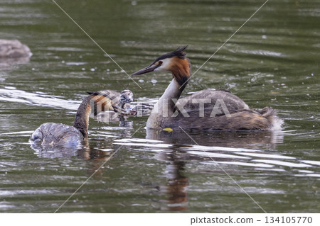 Great crested grebe and juveniles engage in feeding at Marker Wadden in the Netherlands during summer season Great crested grebe and juveniles engage in feeding at Marker Wadden in the Netherlands during summer season 134105770
