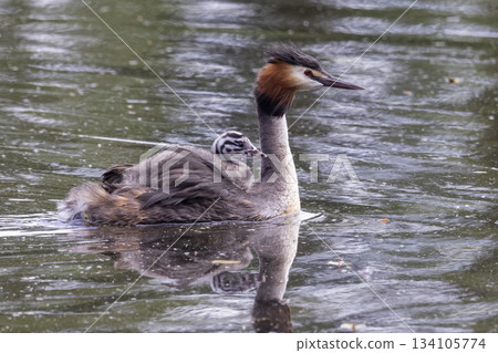 Great crested grebe with juveniles swimming in Marker Wadden, Netherlands during springtime Great crested grebe with juveniles swimming in Marker Wadden, Netherlands during springtime 134105774