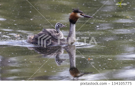 Great crested grebe and juveniles swim together in Marker Wadden, Netherlands during a sunny day in summer Great crested grebe and juveniles swim together in Marker Wadden, Netherlands during a sunny day in summer 134105775