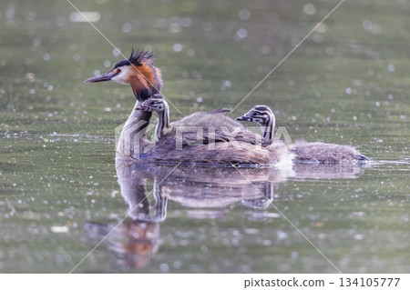 Great crested grebe caring for juveniles in Marker Wadden, Netherlands during early morning hours 134105777