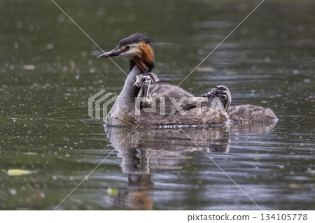 Great crested grebe with juveniles in Marker Wadden area of Netherlands swimming together in the water during spring season Great crested grebe with juveniles in Marker Wadden area of Netherlands swimming together in the water during spring season 134105778