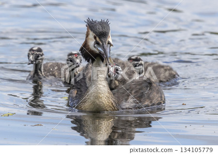 Great crested grebe caring for juveniles at Marker Wadden in the Netherlands during the nesting season Great crested grebe caring for juveniles at Marker Wadden in the Netherlands during the nesting season 134105779
