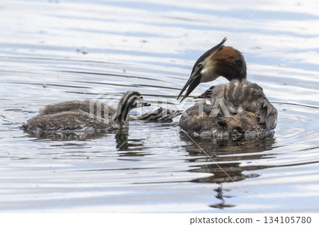 Great crested grebe cares for juveniles at Marker Wadden in the Netherlands during late spring 134105780