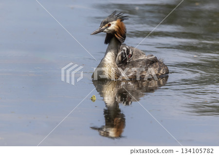 Great crested grebe with juveniles in the water at Marker Wadden, Netherlands during day 134105782