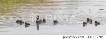 Female tufted duck swims with juveniles in the Netherlands during a sunny day by the water 134105784