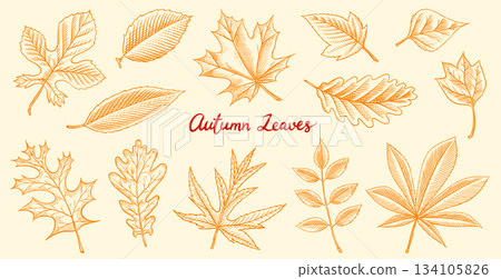 Autumn leaves. Fall season different tree foliage, oak and linden, aspen, ash, maple yellow and red 134105826