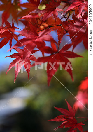 鮮紅的秋葉 134105909