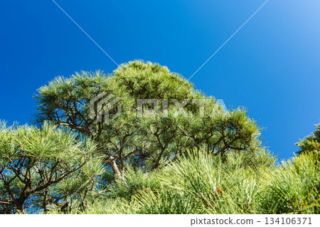 藍天和松樹 134106371