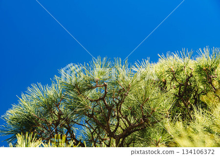 Blue sky and pine 134106372