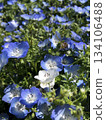 Nemophila藍色花*〜*** Babyblueeyes ***〜* 134106488