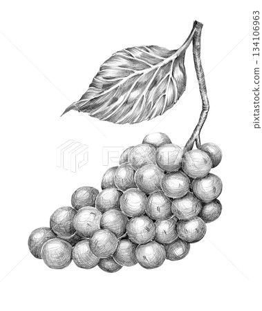 Bunch of grapes, Gamay variety drawn with pencil, graphics. Hand drawn pencil drawing. for menu, decoration and design Bunch of grapes, Gamay variety drawn with pencil, graphics. Hand drawn pencil drawing. for menu, decoration and design 134106963
