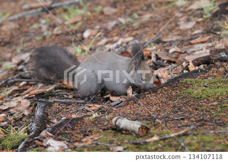 尋找隱藏的食物——北海道晚秋的松鼠——北海道野生動物 134107118