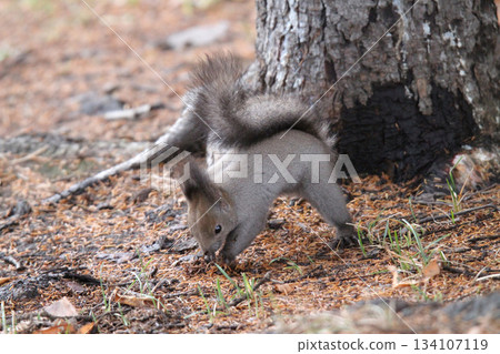 尋找隱藏的食物——北海道晚秋的松鼠——北海道野生動物 134107119