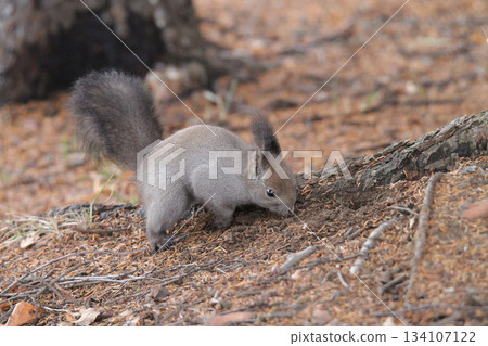 尋找隱藏的食物——北海道晚秋的松鼠——北海道野生動物 134107122