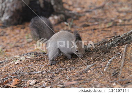 Searching for hidden food - Hokkaido squirrels in late autumn - Hokkaido wildlife 134107124
