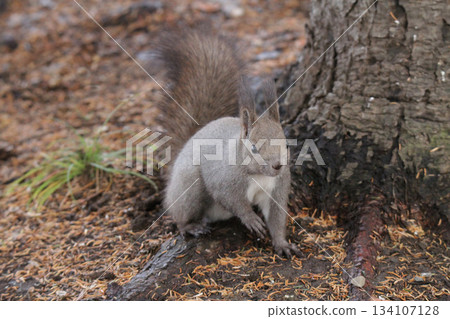 尋找隱藏的食物——北海道晚秋的松鼠——北海道野生動物 134107128
