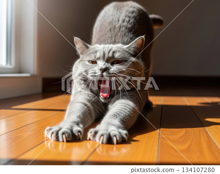 A gray cat stretching and yawning on a sunny wooden floor (AI-generated image) 134107280