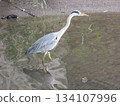 一隻蒼鷺環顧四周，尋找獵物。 134107996