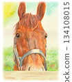 用水彩鉛筆繪製的馬匹插圖 134108015