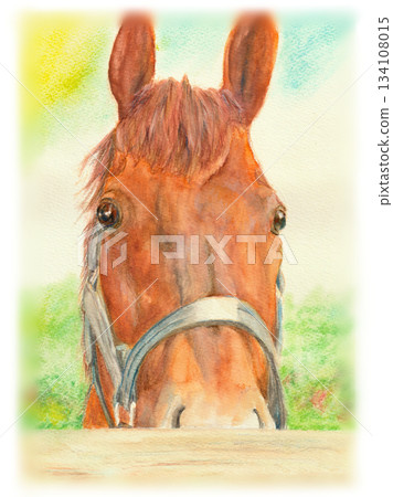 Horse illustration drawn with watercolor pencils Horse illustration drawn with watercolor pencils 134108015