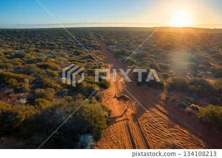 Kangaroo hops along a dirt track in the Australian outback at sunset Kangaroo hops along a dirt track in the Australian outback at sunset 134108213