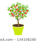 Peach tree with fruits in a pot on a white background. 134108280