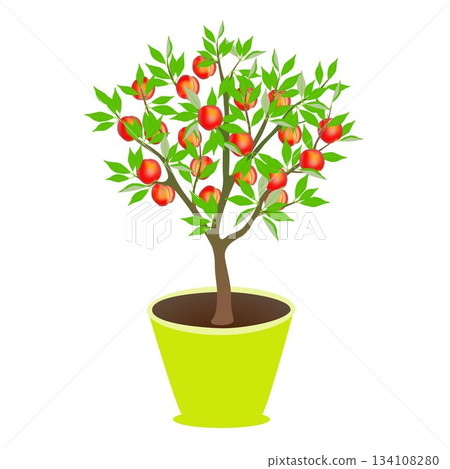 Peach tree with fruits in a pot on a white background. 134108280