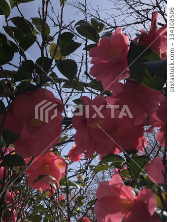 * Camellia * Camellia * Tsubaki * THUBAKI * 134108506