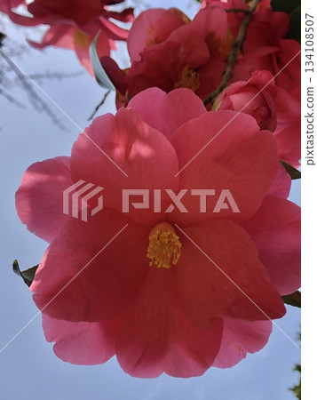 * Camellia * Camellia * Tsubaki * THUBAKI * * Camellia * Camellia * Tsubaki * THUBAKI * 134108507
