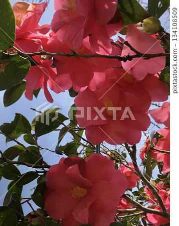 *山茶花*山茶花* Tsubaki * THUBAKI * *山茶花*山茶花* Tsubaki * THUBAKI * 134108509