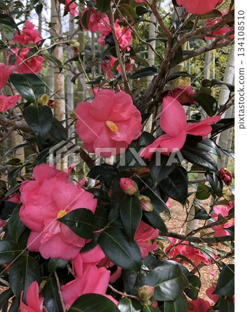 *山茶花*山茶花* Tsubaki * THUBAKI * 134108510