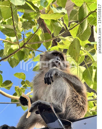 A monkey sits on a fence against a background of blue sky and a tree A monkey sits on a fence against a background of blue sky and a tree 134108817