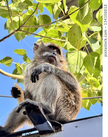 A monkey sits on a fence against a background of blue sky and a tree 134108818