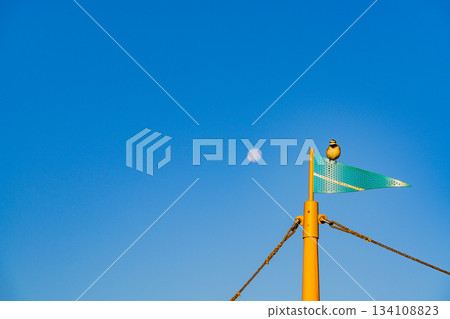 [Chiba Prefecture] Tokyo Bay Aqua-Line, Umihotaru PA, Observation Deck, Small Bird Perched on the Mast 134108823