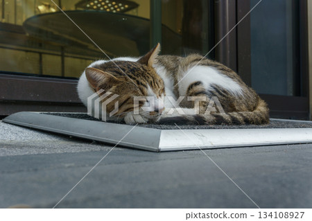 Sleeping cat on hotel threshold Karakoy Istanbul 134108927