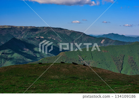 Shikoku Mountains and dairy cows seen from Shikoku Karst Shikoku Mountains and dairy cows seen from Shikoku Karst 134109186