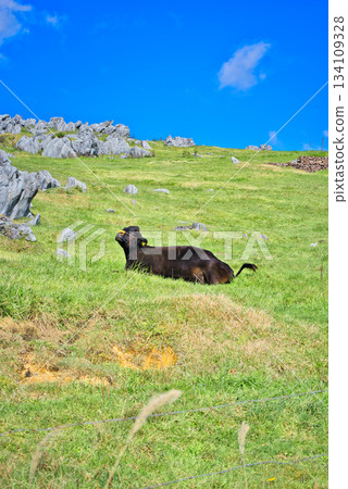 Cows relaxing in the Shikoku Karst Cows relaxing in the Shikoku Karst 134109328