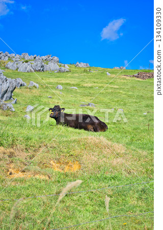 Cows relaxing in the Shikoku Karst 134109330
