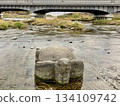 Close-up of Kameishi stone on the Kamo River in Kyoto 134109742