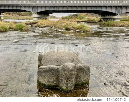 Close-up of Kameishi stone on the Kamo River in Kyoto 134109742