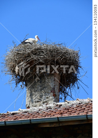 Bulgaria, Kocherinovo village, stork village, stork, chicks Bulgaria, Kocherinovo village, stork village, stork, chicks 134110093