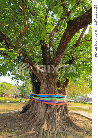 寮國塔鑾週邊的景色 134110124