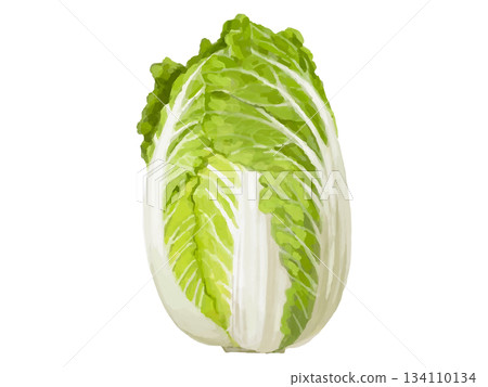 一幅大白菜（襁褓狀）的示意圖 134110134