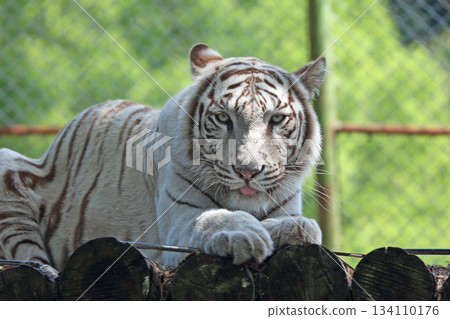 White Tiger White Tiger 134110176